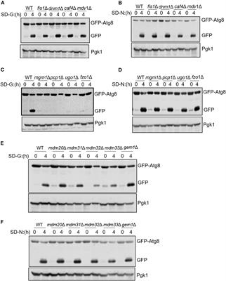 Mitochondrial Fusion Machinery Specifically Involved in Energy Deprivation-Induced Autophagy